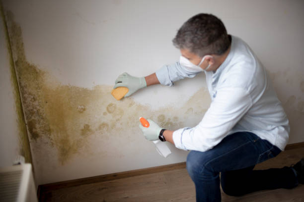 Best Emergency Mold Remediation  in Wells, MN