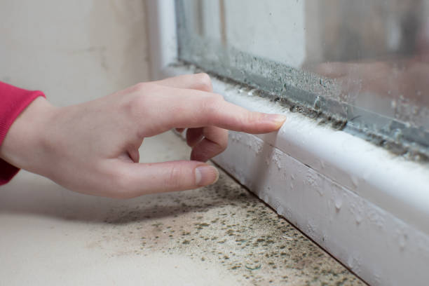 Best Mold Removal for HVAC Installations  in Wells, MN